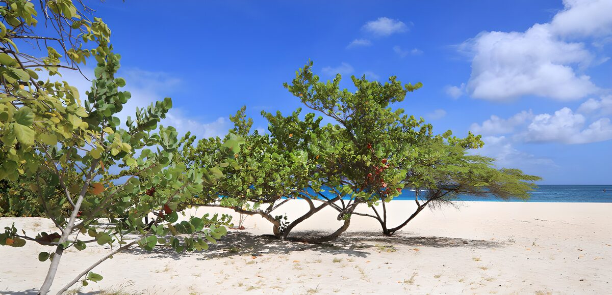 TPFR65250: Plage tranquille sous le ciel bleu