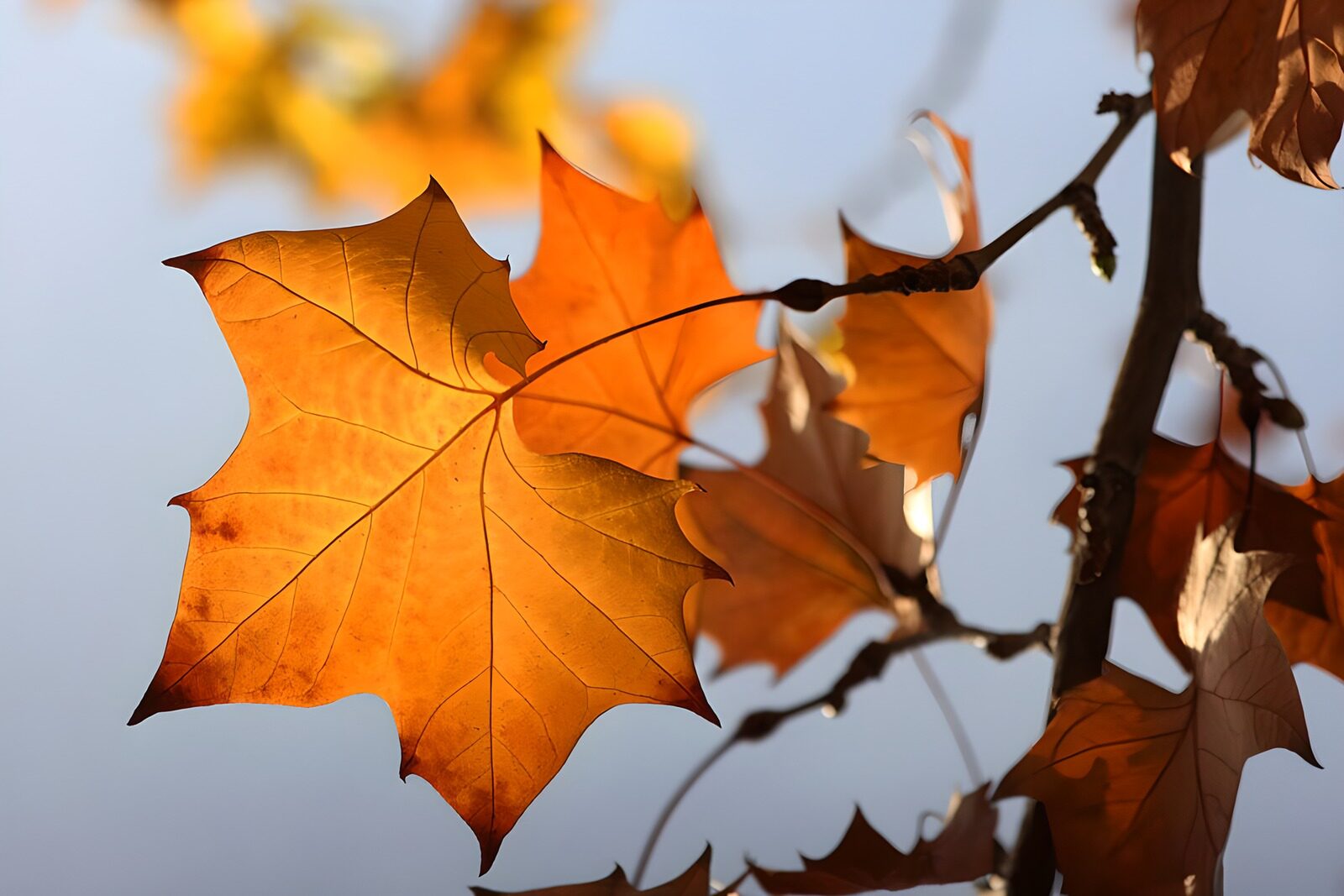 TPFR47329: Feuilles d'automne en lumière dorée