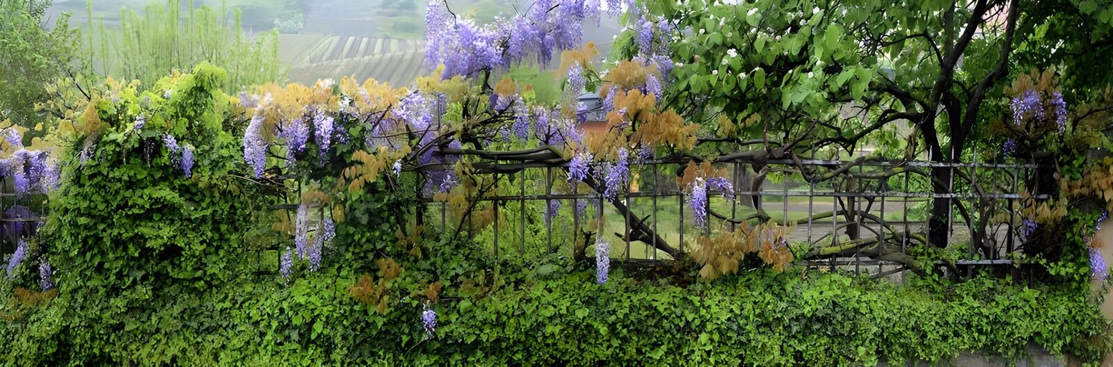 TPFR52063: Panorama de glycine mauve