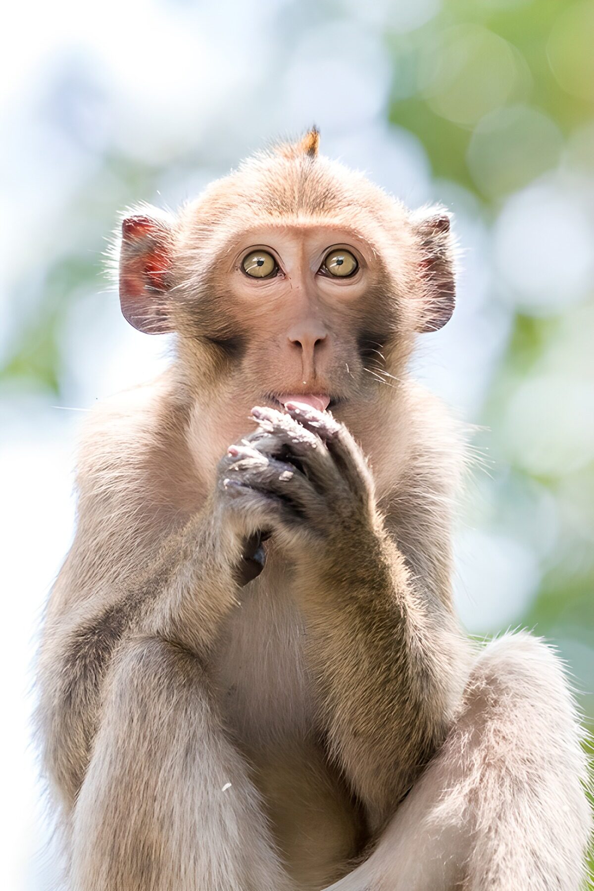 TPFR96773: Singe curieux au visage expressif