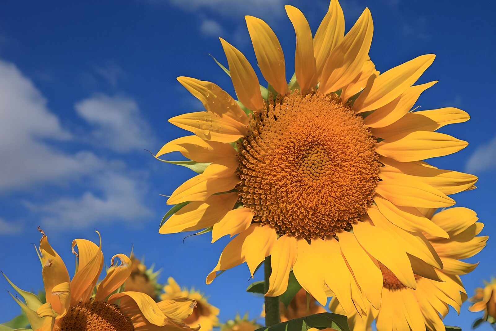 TPFR67283: Tournesols en pleine floraison