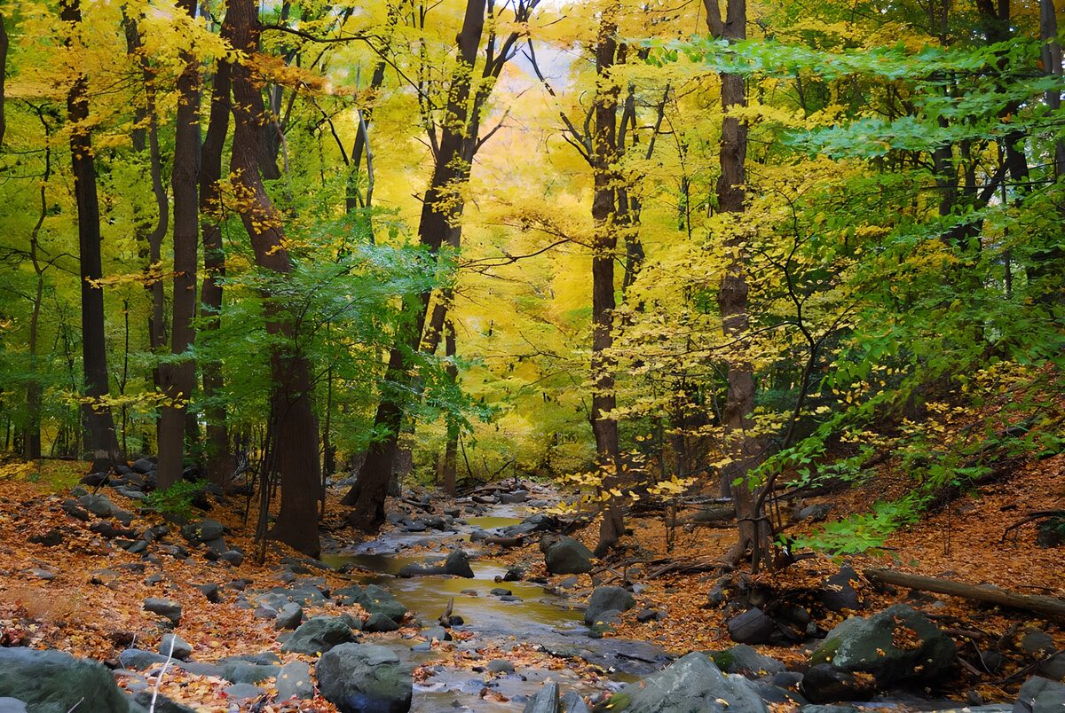 TPFR39604: Forêt d'automne enchanteresse