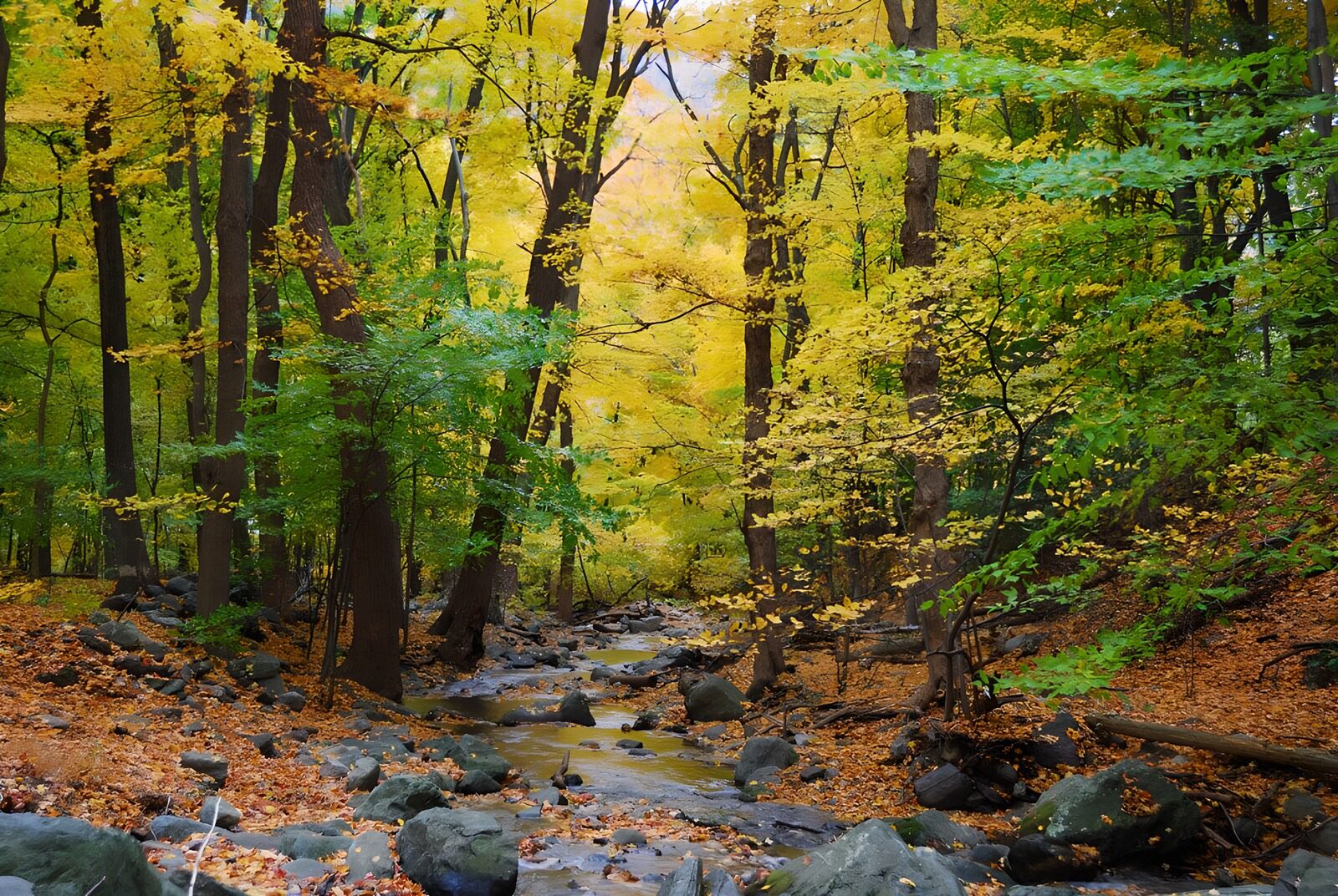 TPFR39604: Forêt d'automne enchanteresse