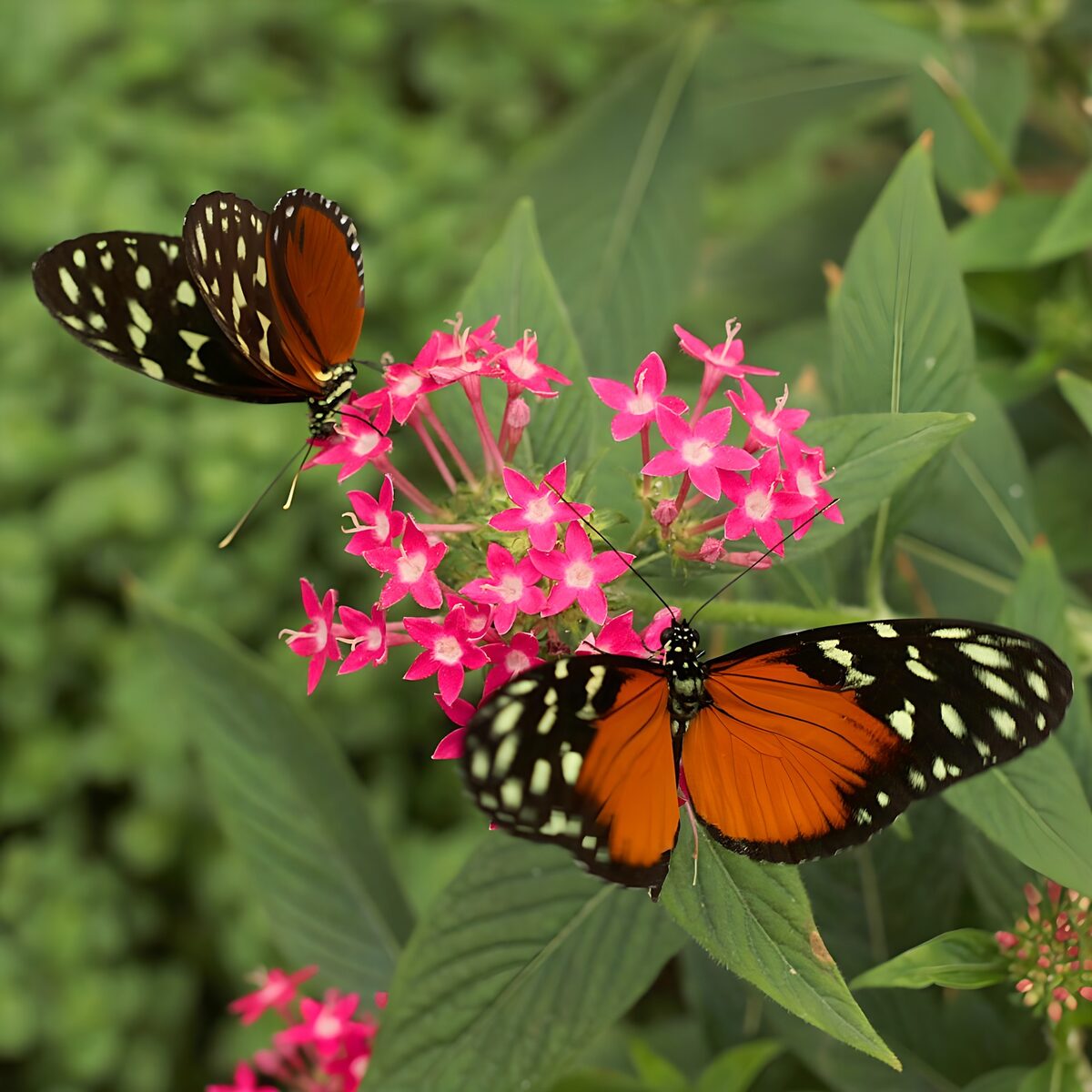 TPFR82853: Papillons sur des fleurs vibrantes