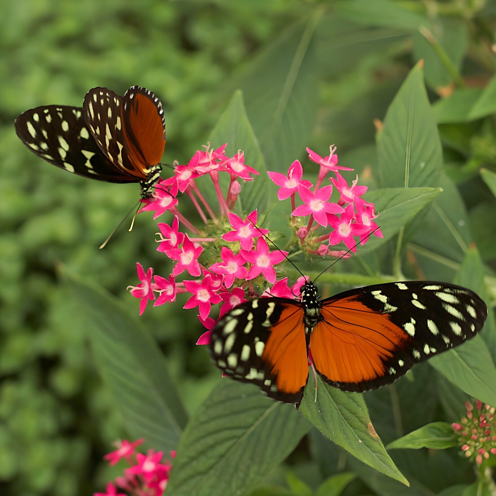 TPFR82853: Papillons sur des fleurs vibrantes