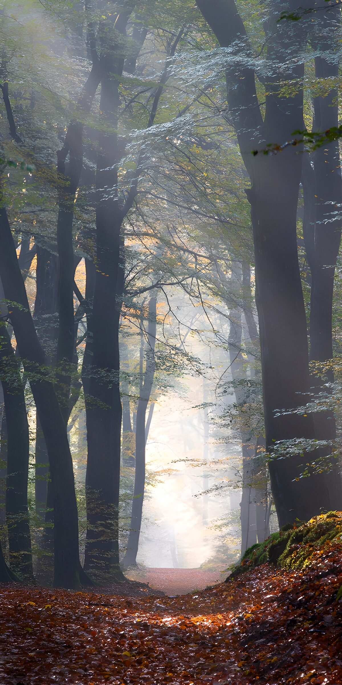 TPFR17143: Chemin mystérieux dans la forêt