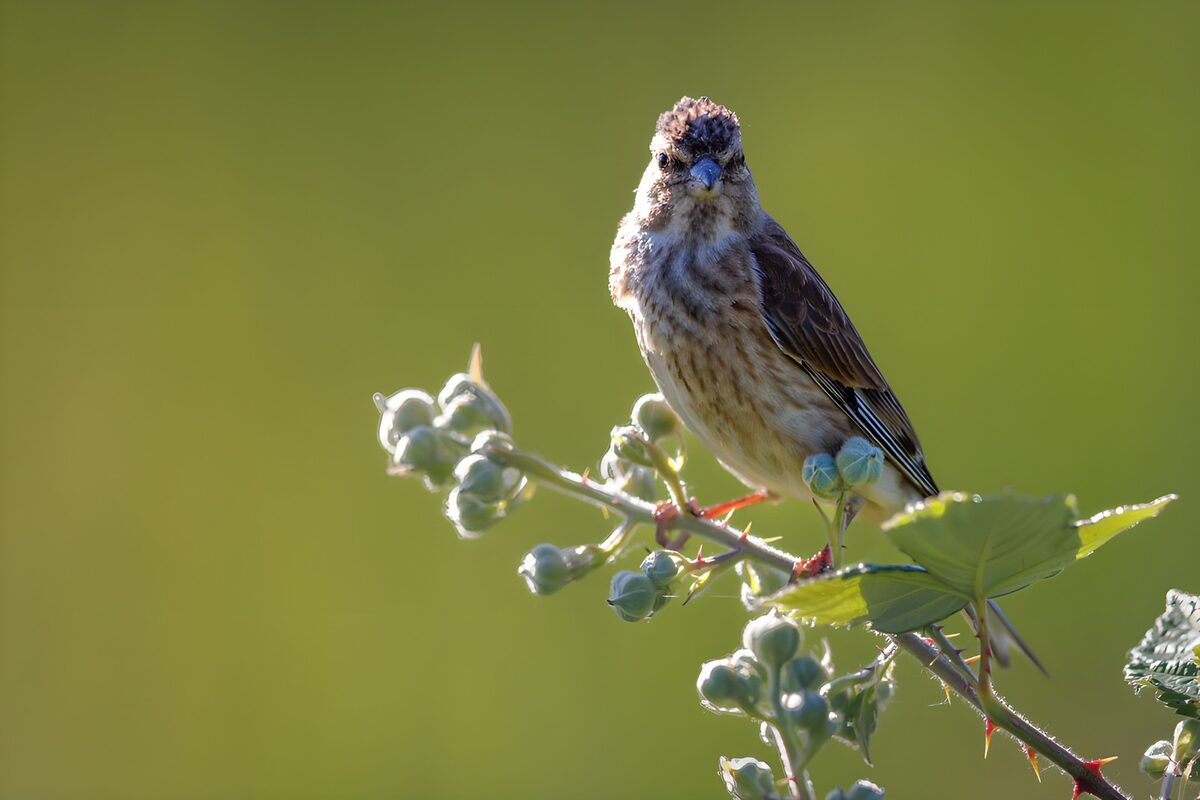 TPFR28187: Oiseau sur une branche