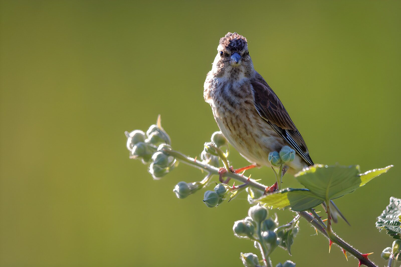 TPFR28187: Oiseau sur une branche