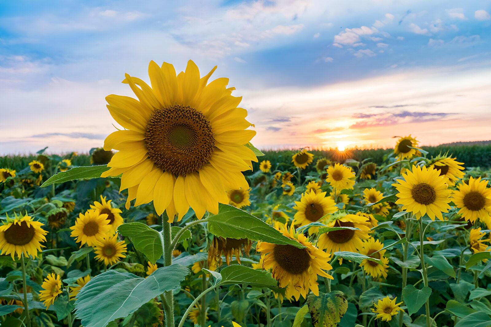 TPFR18360: Champs de tournesols au coucher du soleil