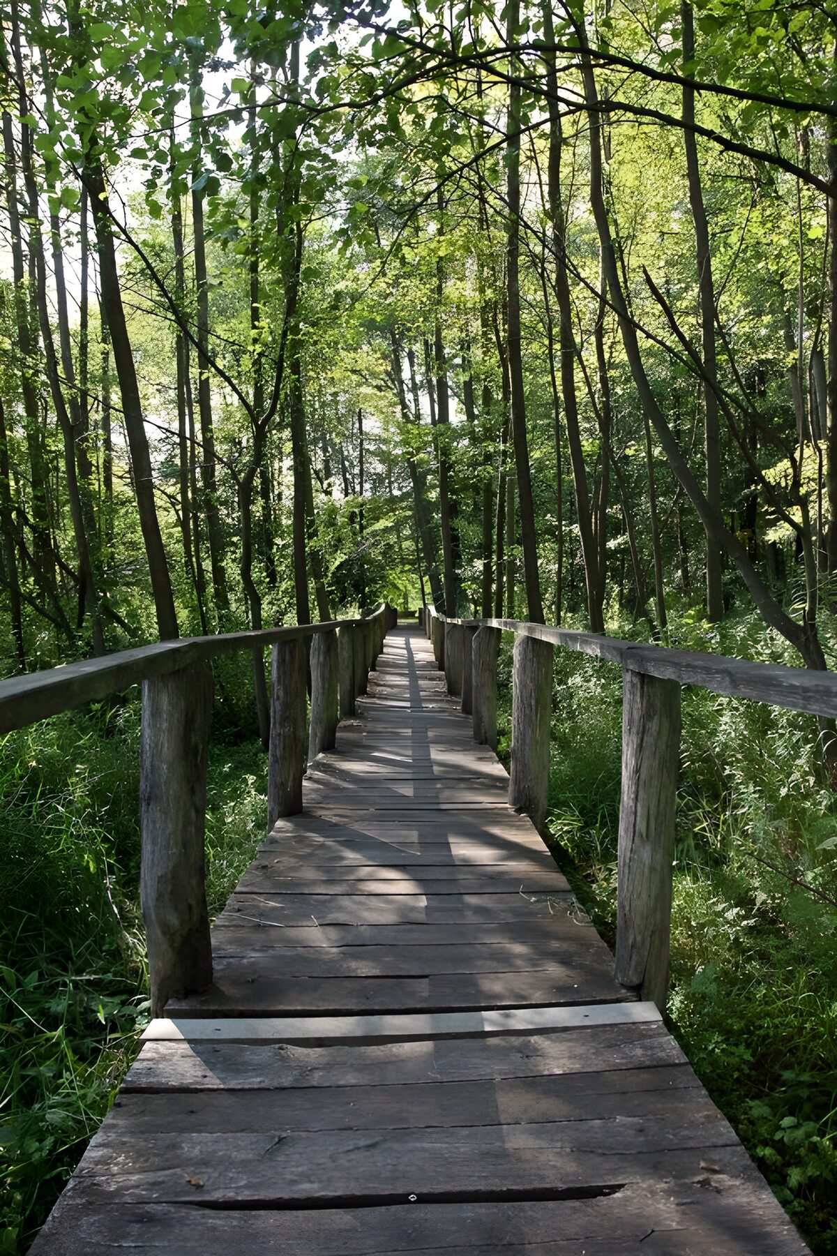 TPFR47954: Sentier paisible à travers les arbres