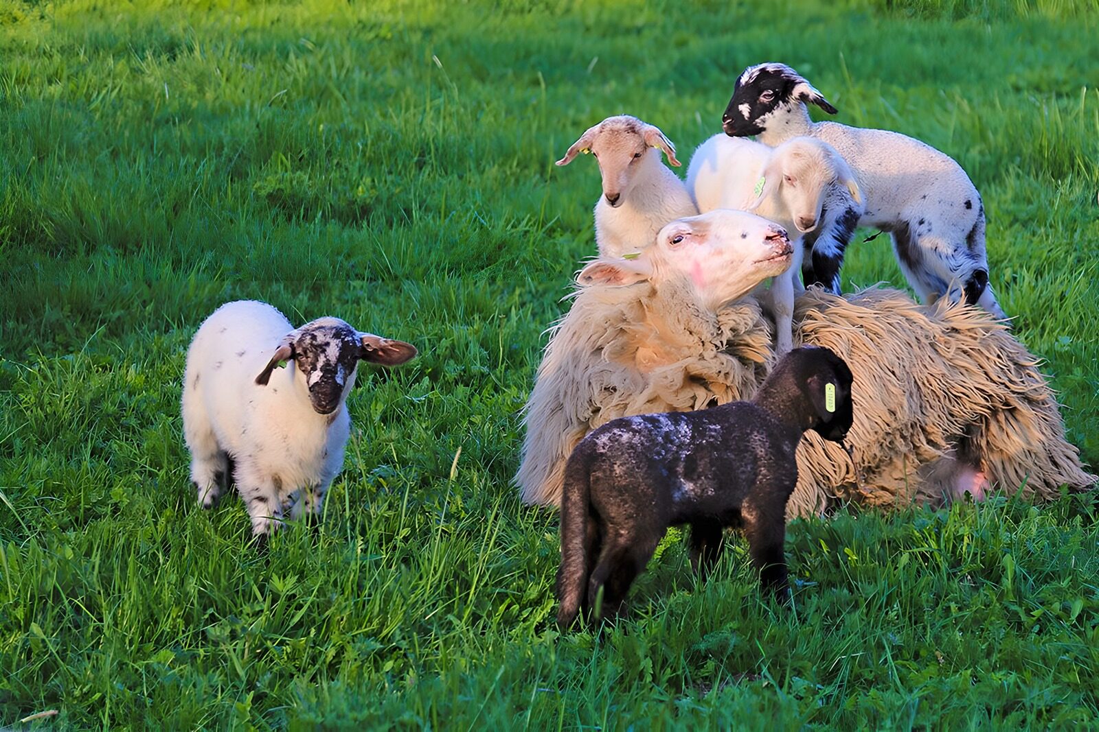 TPFR10403: Moutons et agneaux dans le pré verdoyant