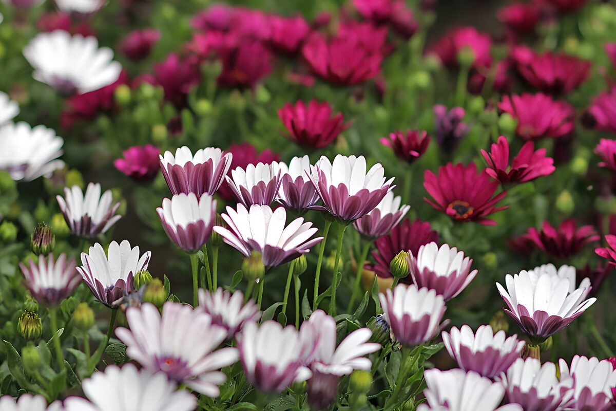TPFR69594: Fleurs colorées dans un jardin