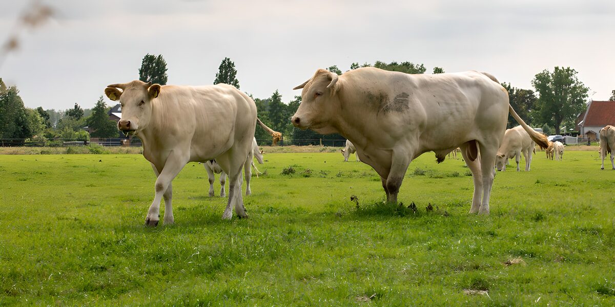 TPFR66390: Vaches paisibles dans un champ vert