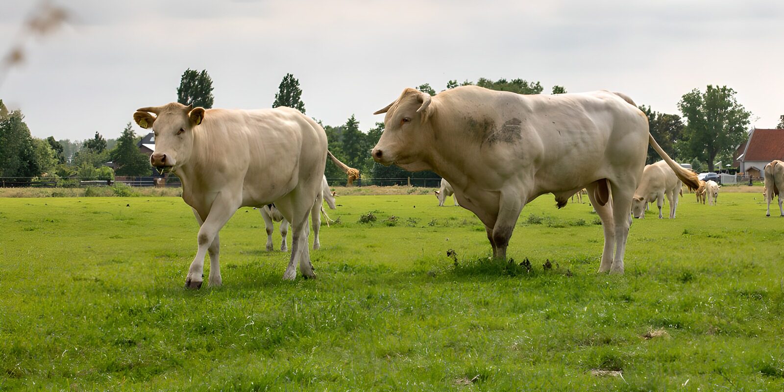 TPFR66390: Vaches paisibles dans un champ vert