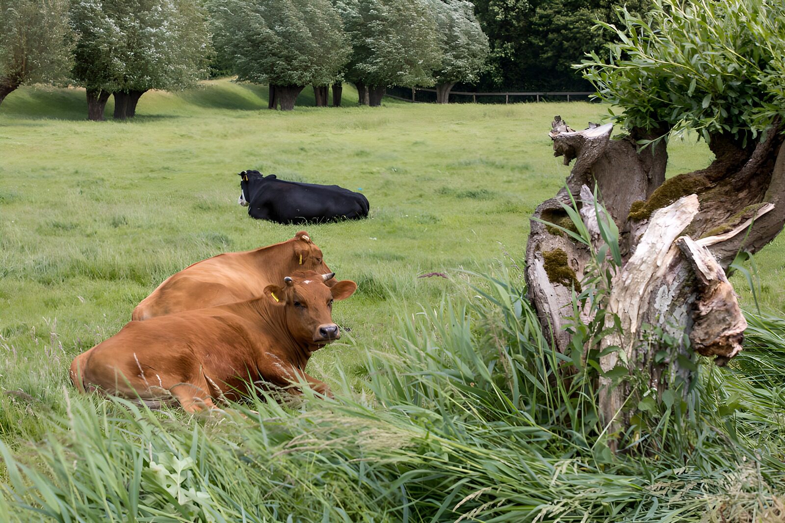 TPFR27201: Vaches se reposant dans un champ verdoyant