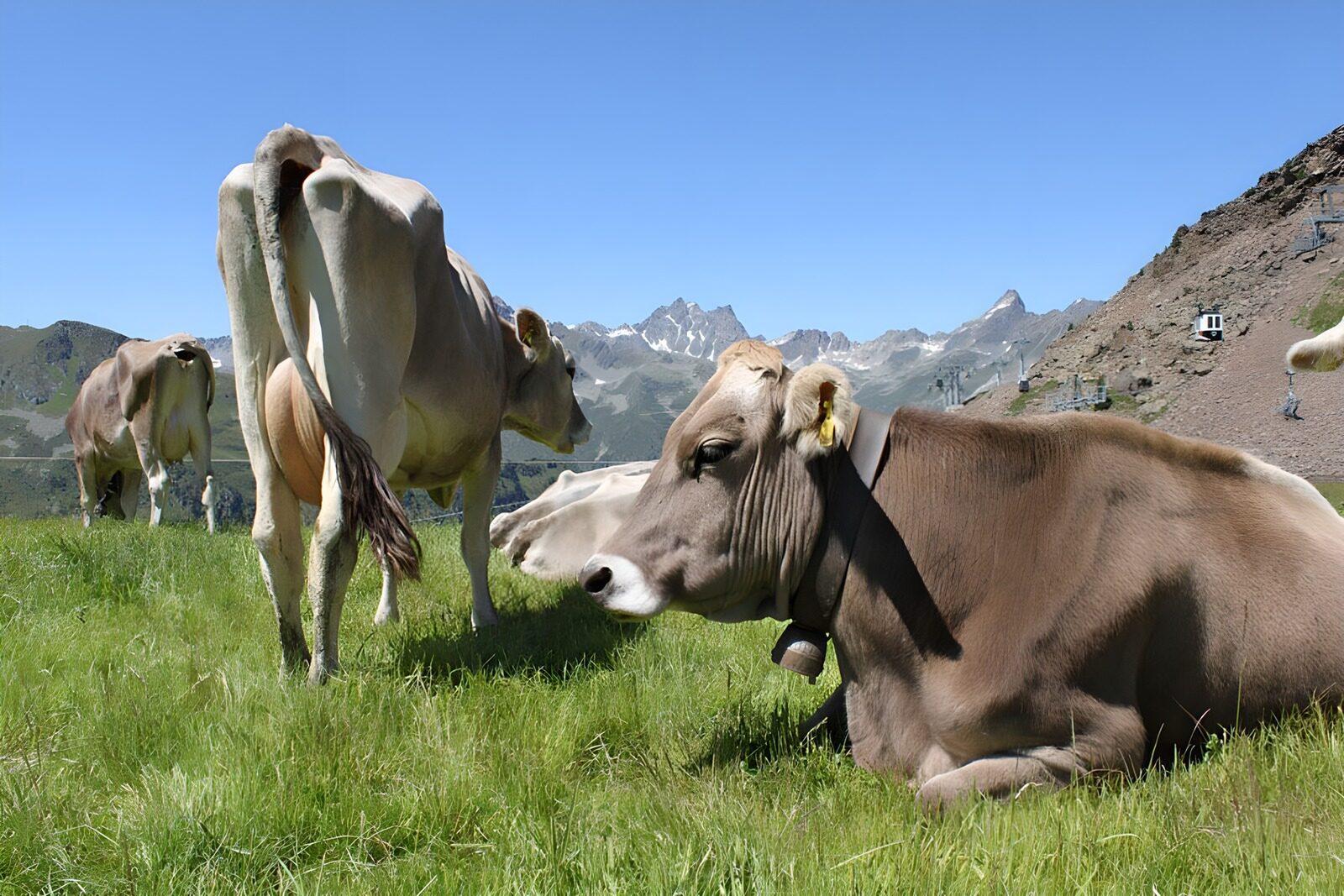 TPFR58795: Troupeau de vaches dans une prairie avec des montages en toile de fond 2