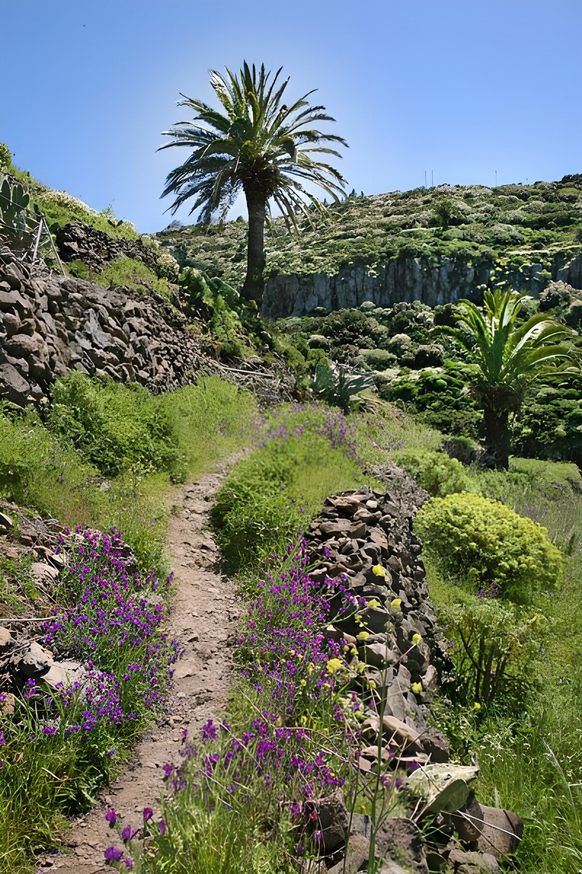 TPFR89693: La Gomera 36