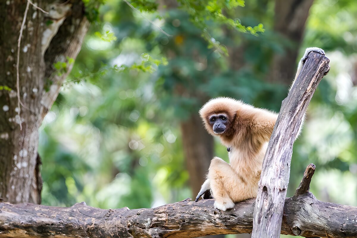 TPFR95914: Singe sur une branche