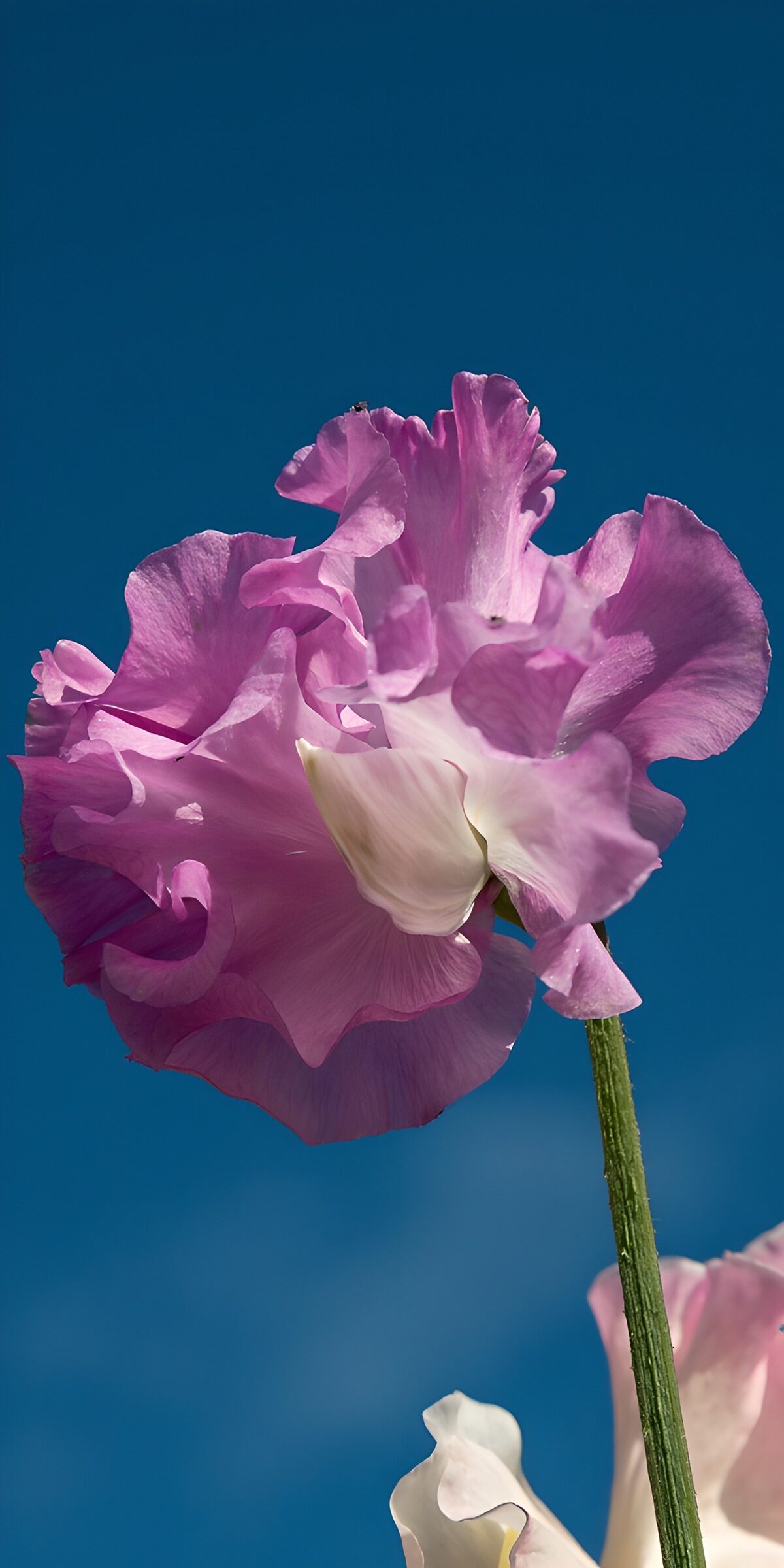 TPFR60253: Fleur de printemps sous un ciel bleu