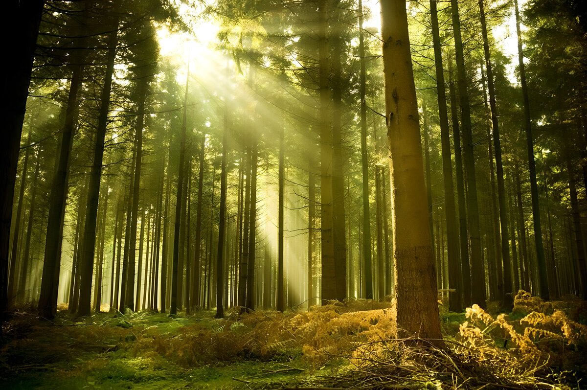 TPFR46354: Lumières dans la forêt enchantée