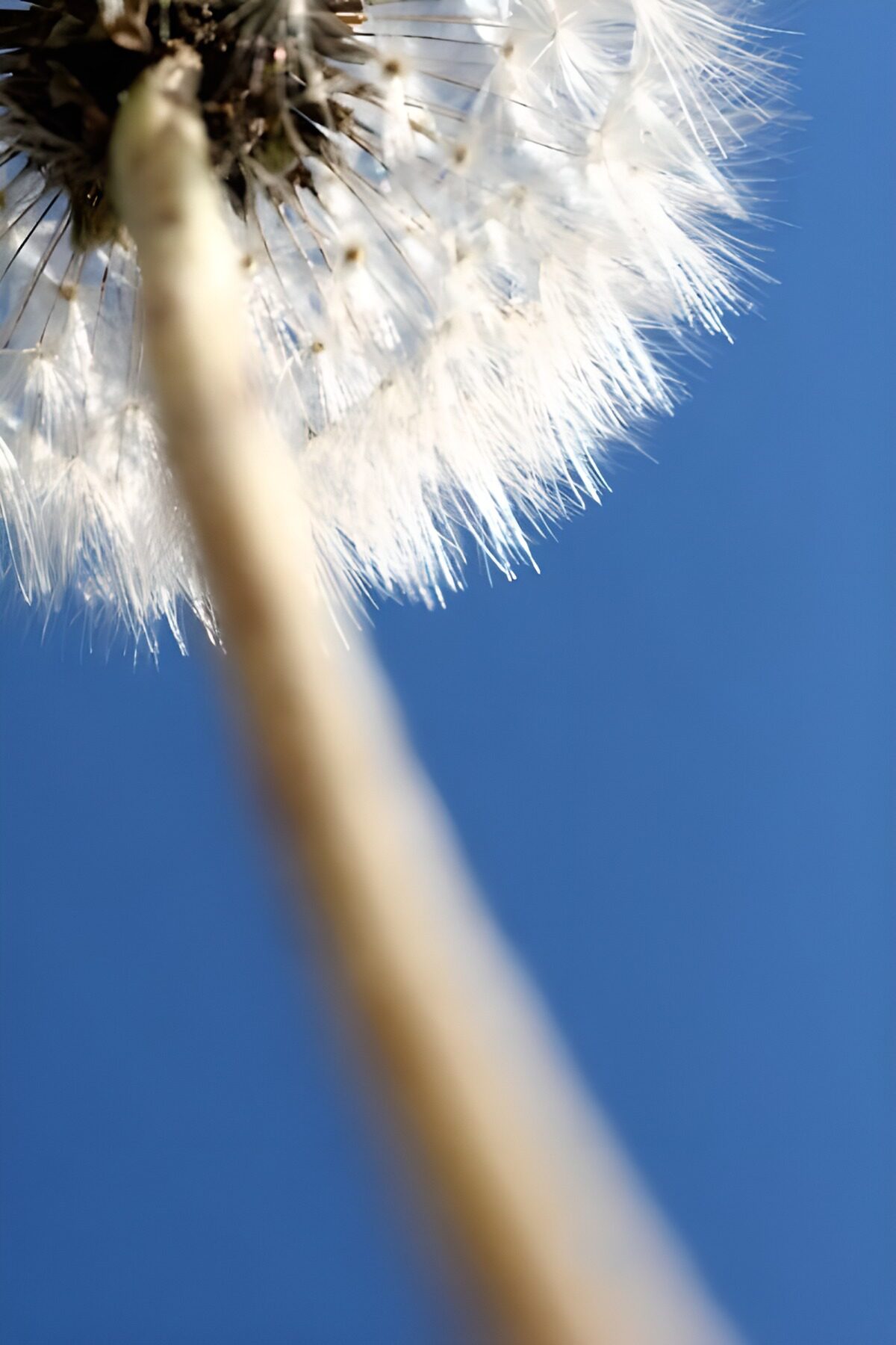 TPFR51223: Photo de fleurs 139