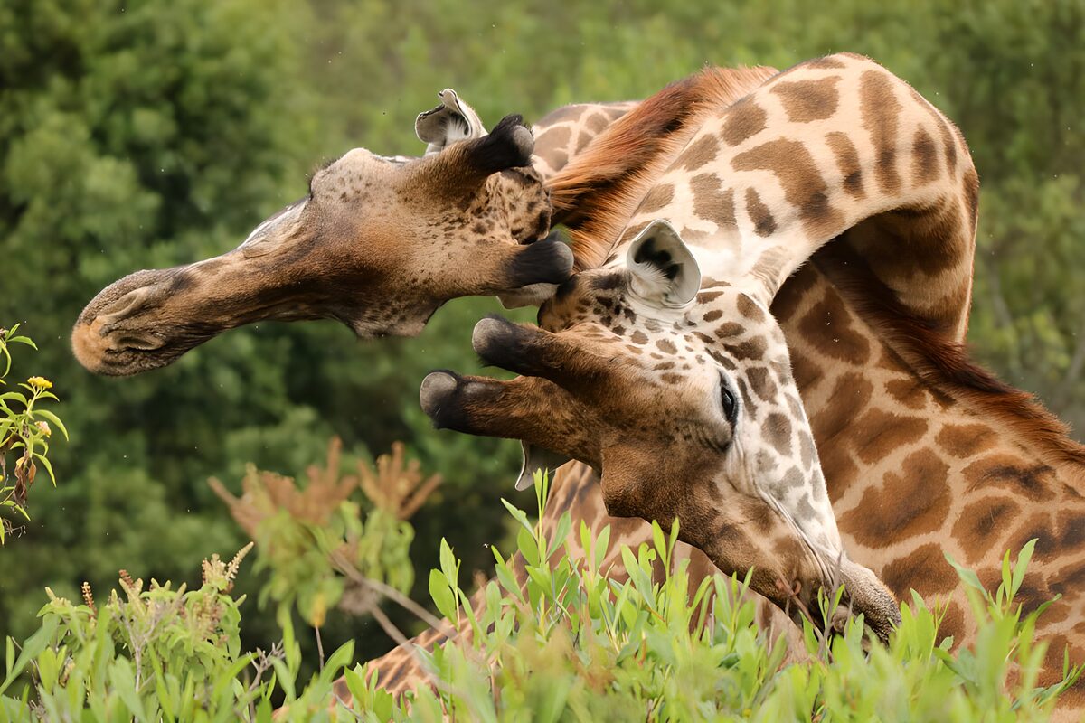 Combat entre girafes dans la savane