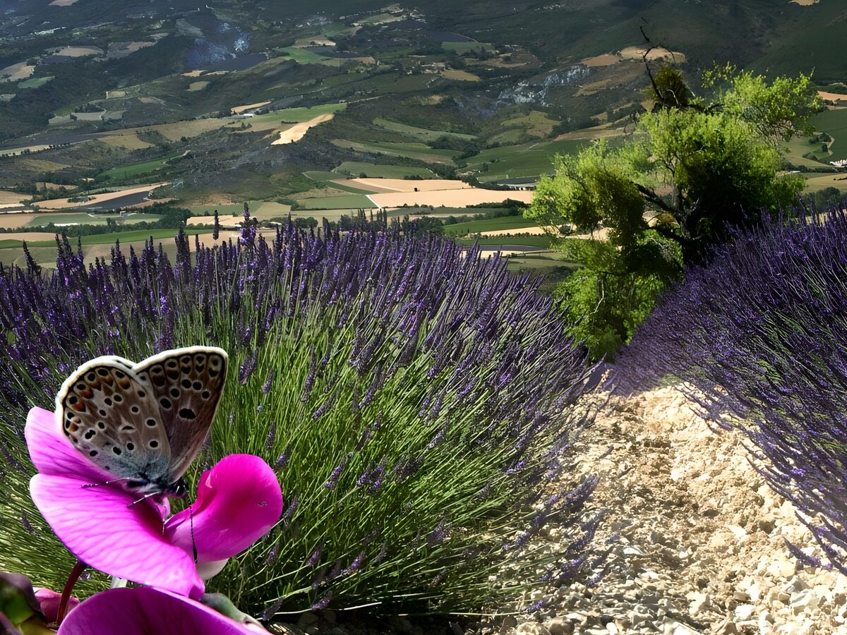 TPFR34594: Papillons 13