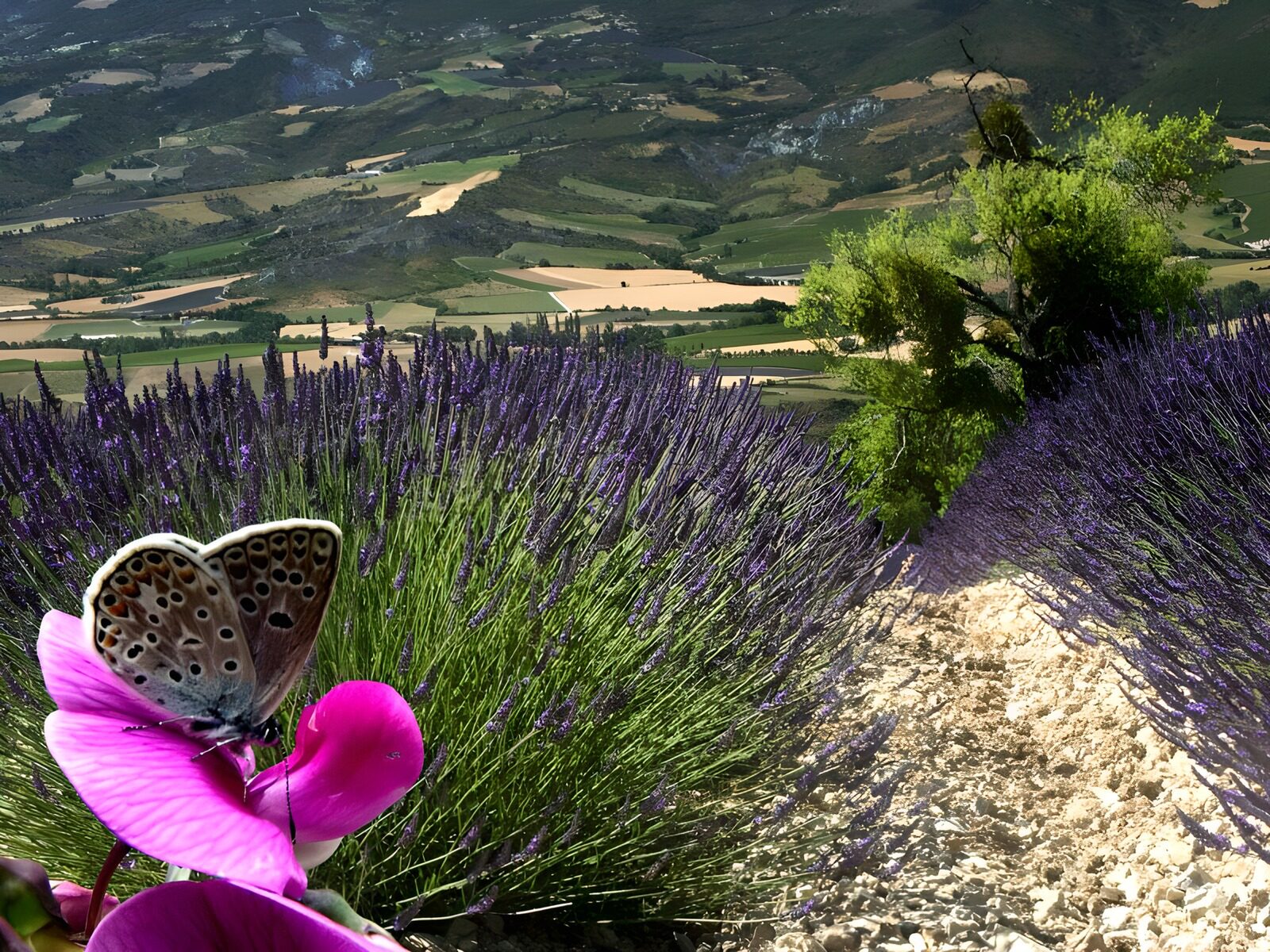 TPFR34594: Papillons 13