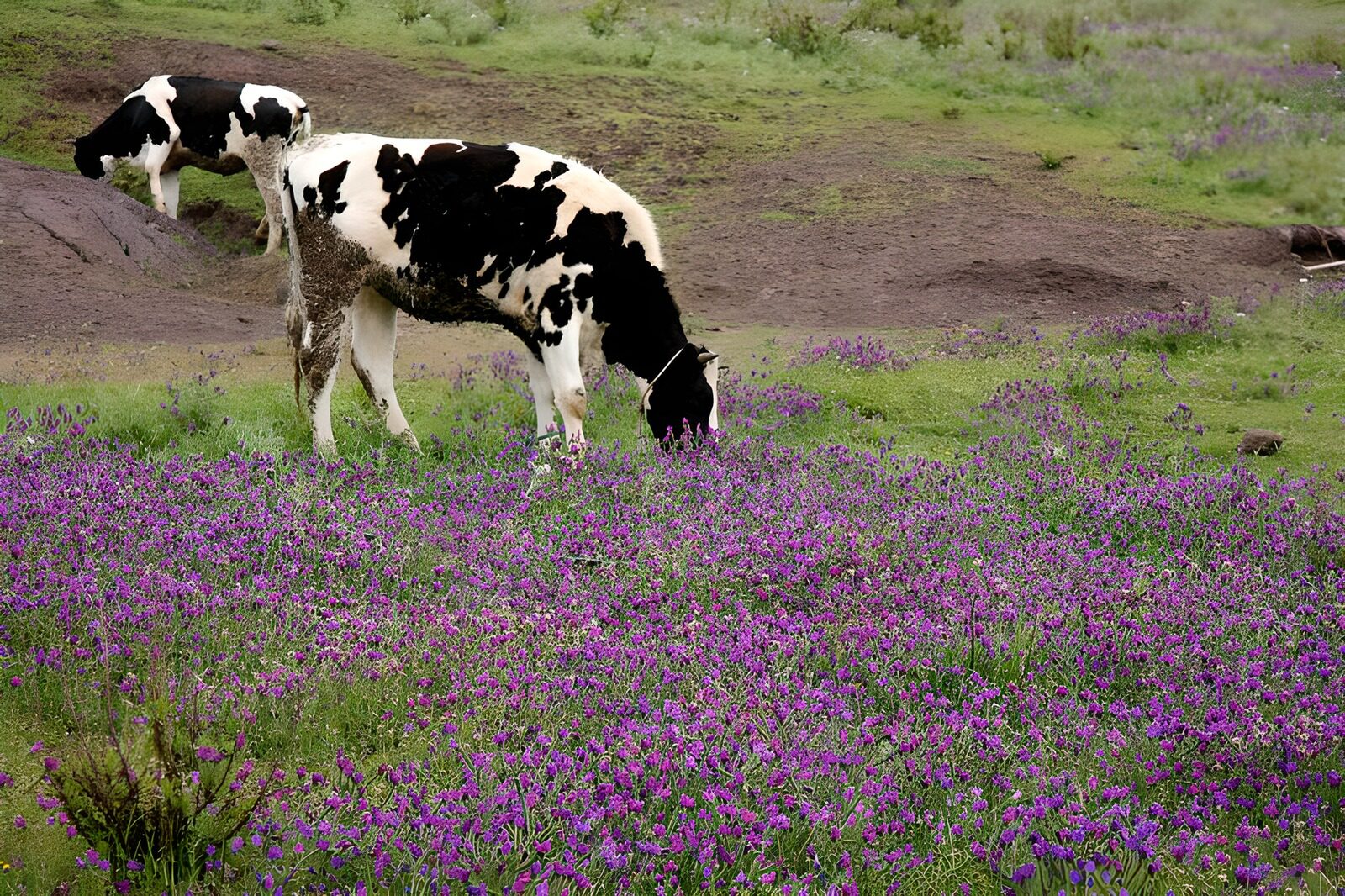 TPFR85920: Vaches dans un champ de fleurs mauves 2