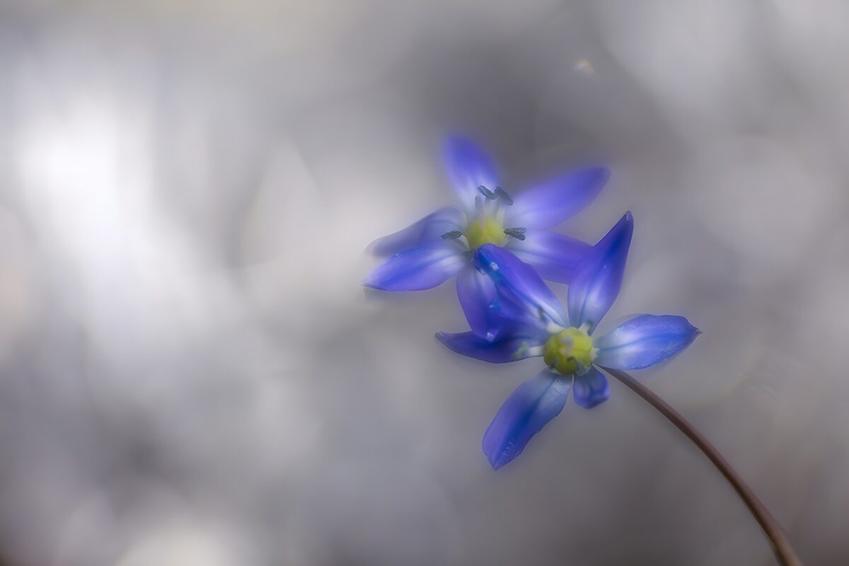 TPFR13786: Fleurs bleues sur fond flou