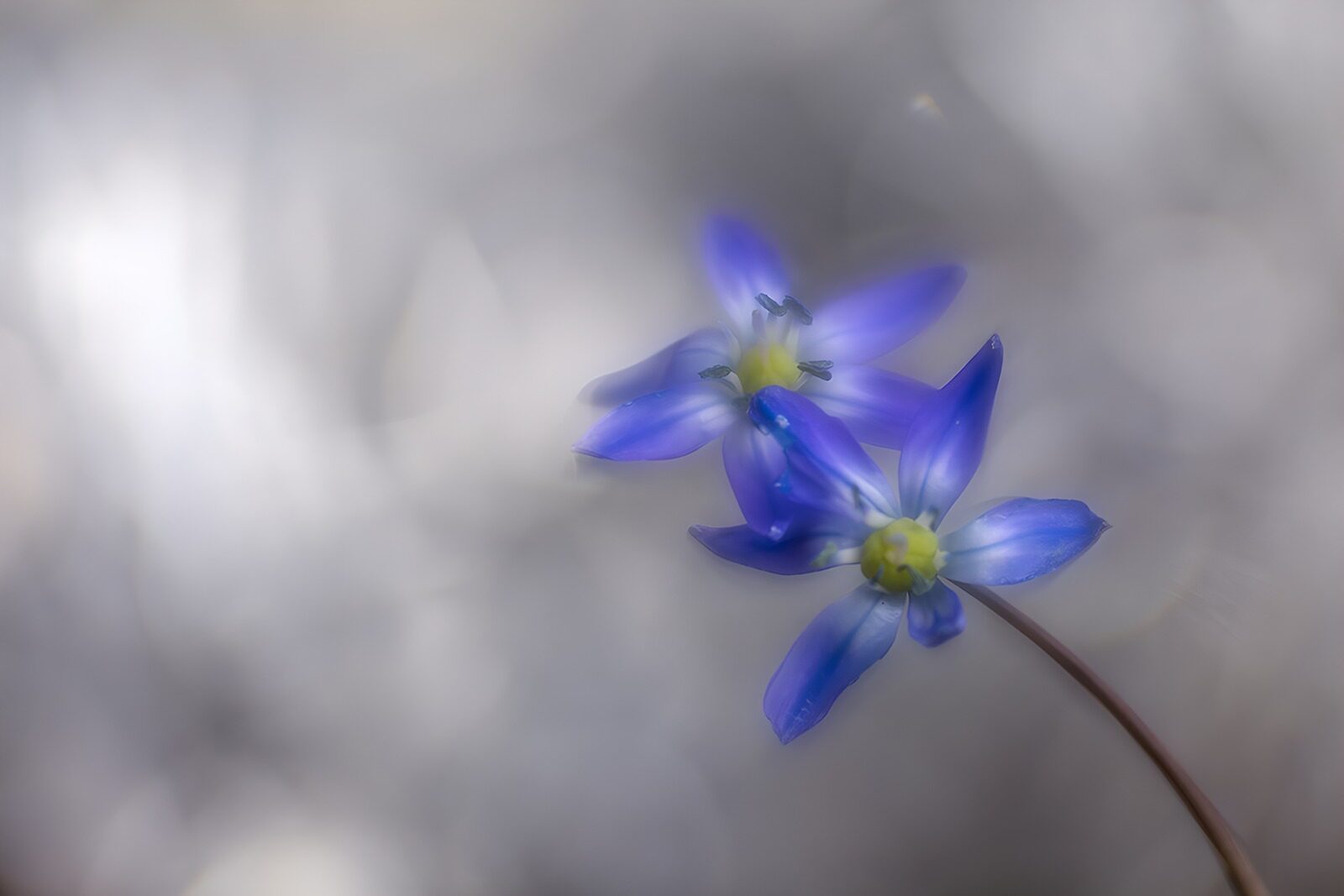 TPFR13786: Fleurs bleues sur fond flou