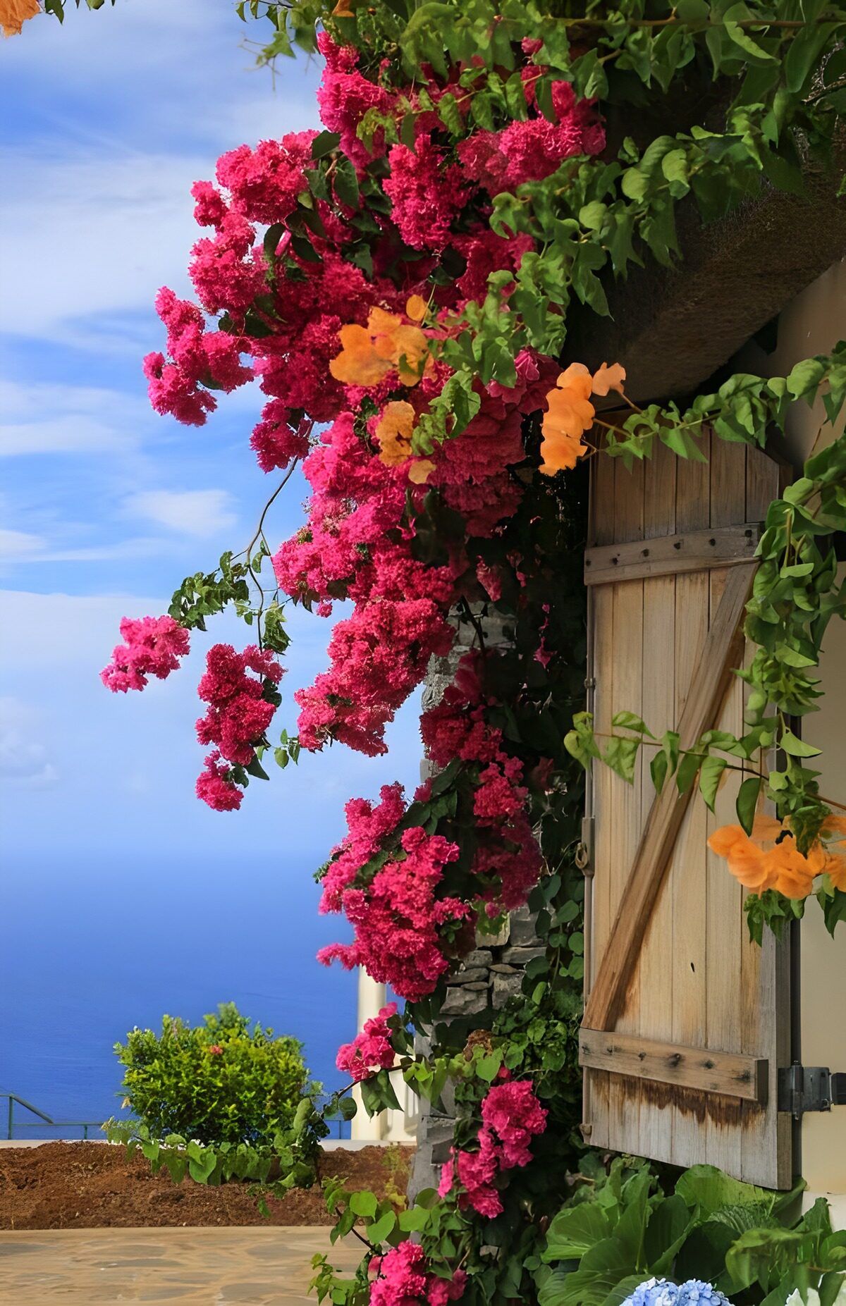 TPFR89189: Bougainvilliers en fleur au bord de la mer