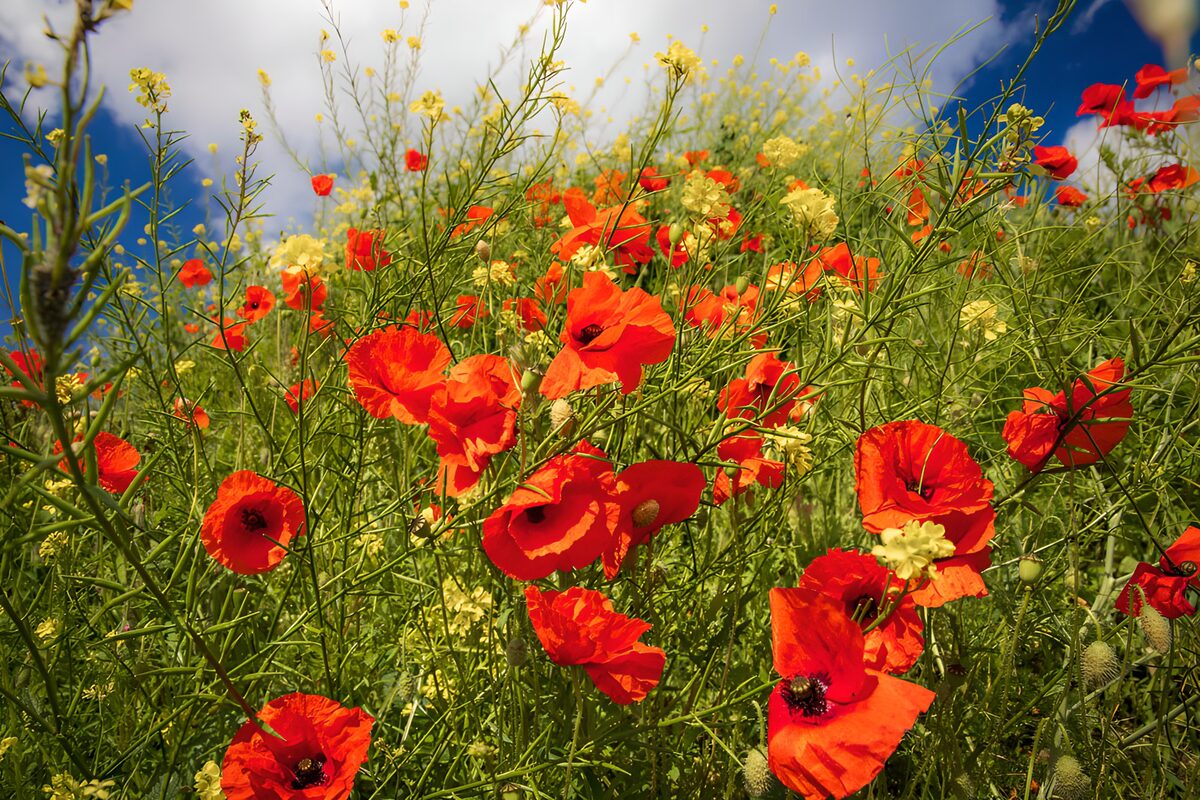 TPFR45180: Champs de coquelicots éclatants