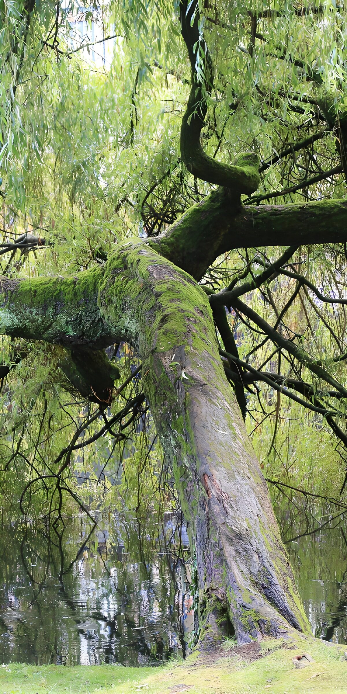 TPFR20588: Arbre tortueux au bord de l'eau
