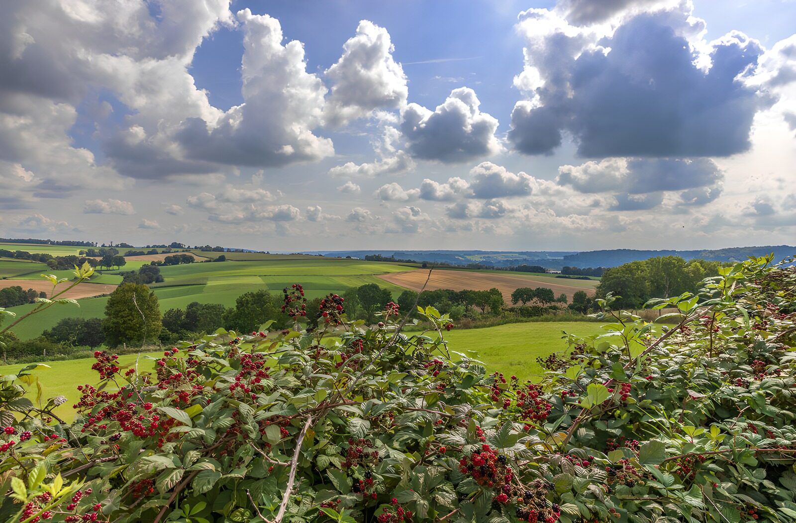 TPFR39207: Paysage Verdoyant Sous un Ciel Nuageux