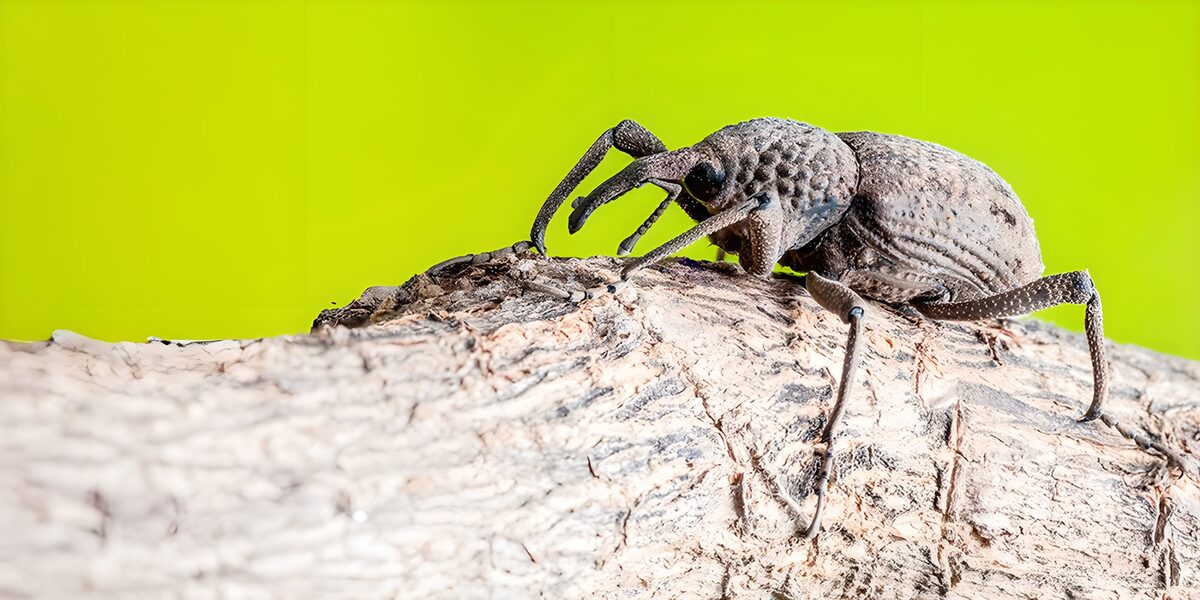 TPFR66000: Insecte sur une branche
