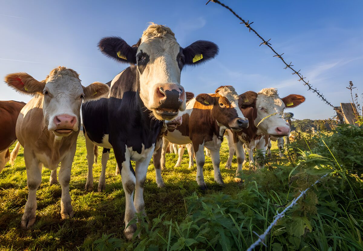 TPFR34997: Vaches curieuses dans le champ