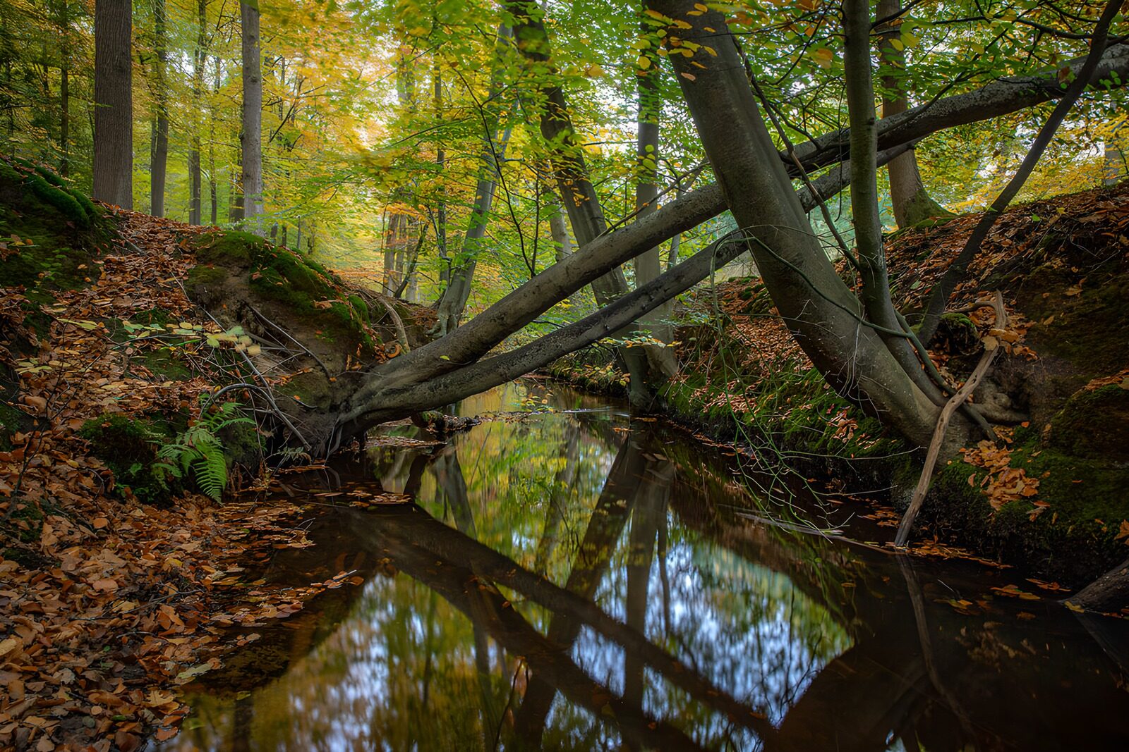 TPFR70048: Rivière paisible en automne
