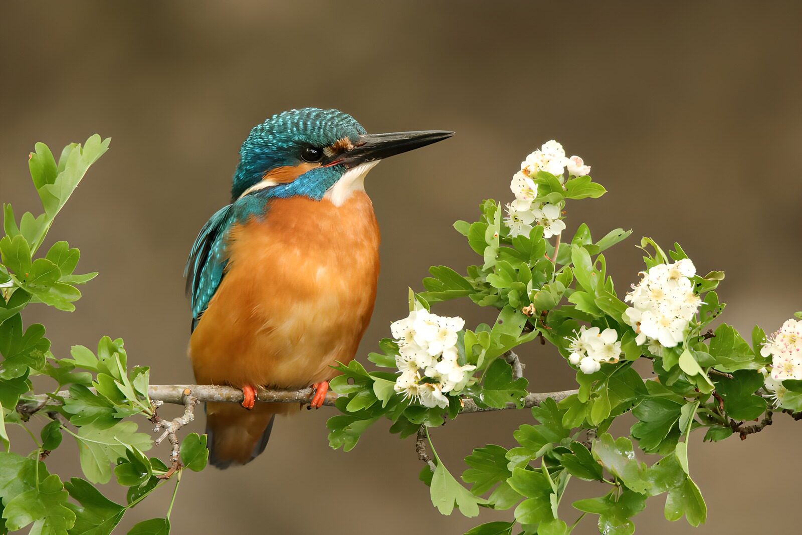 TPFR18307: Un martin-pêcheur sur une branche fleurie