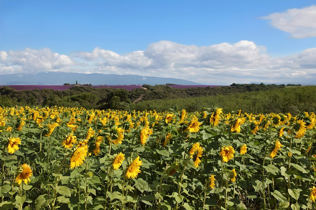 Champs de tournesols et lavande
