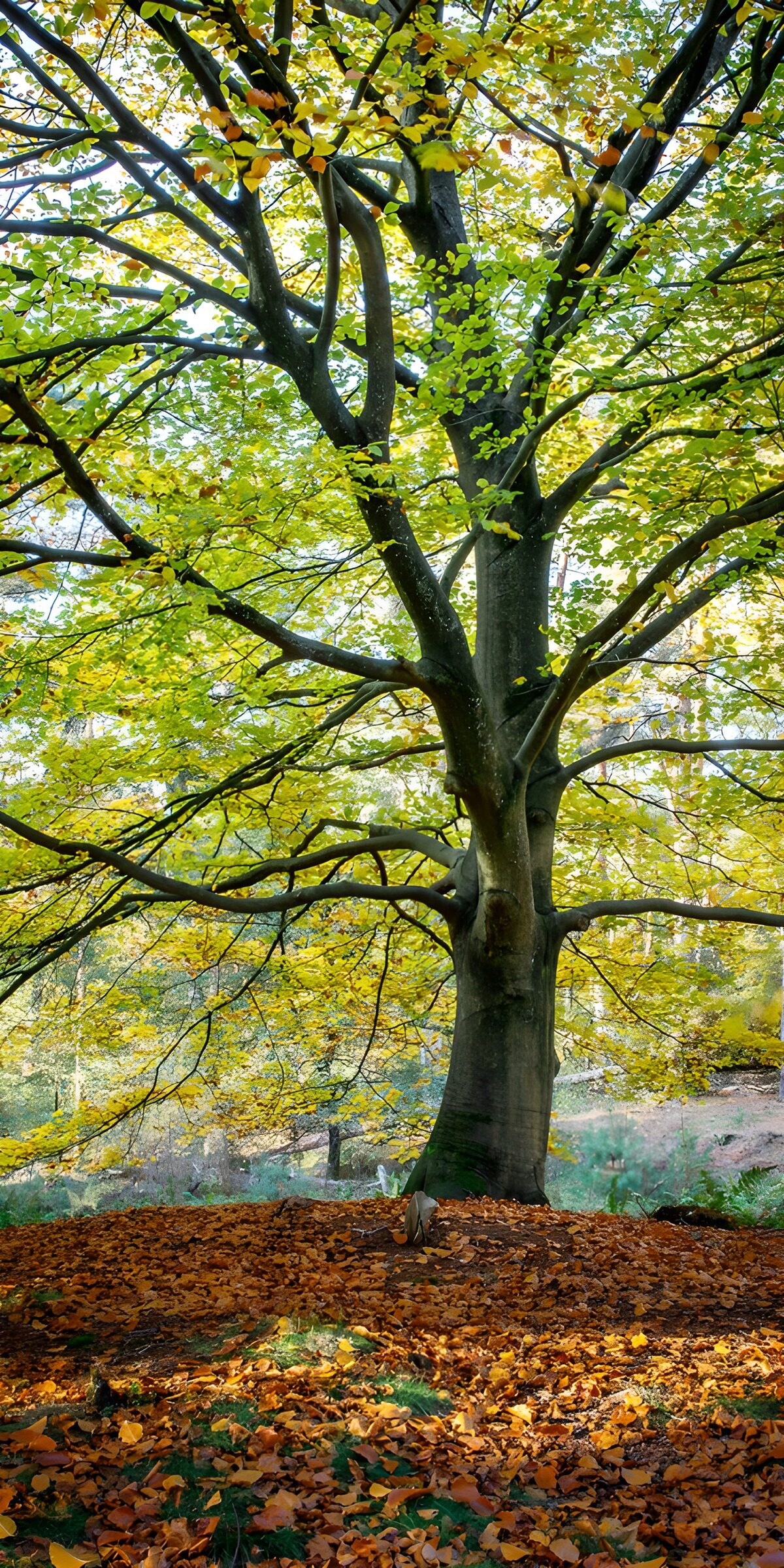 TPFR70716: Arbre majestueux en automne