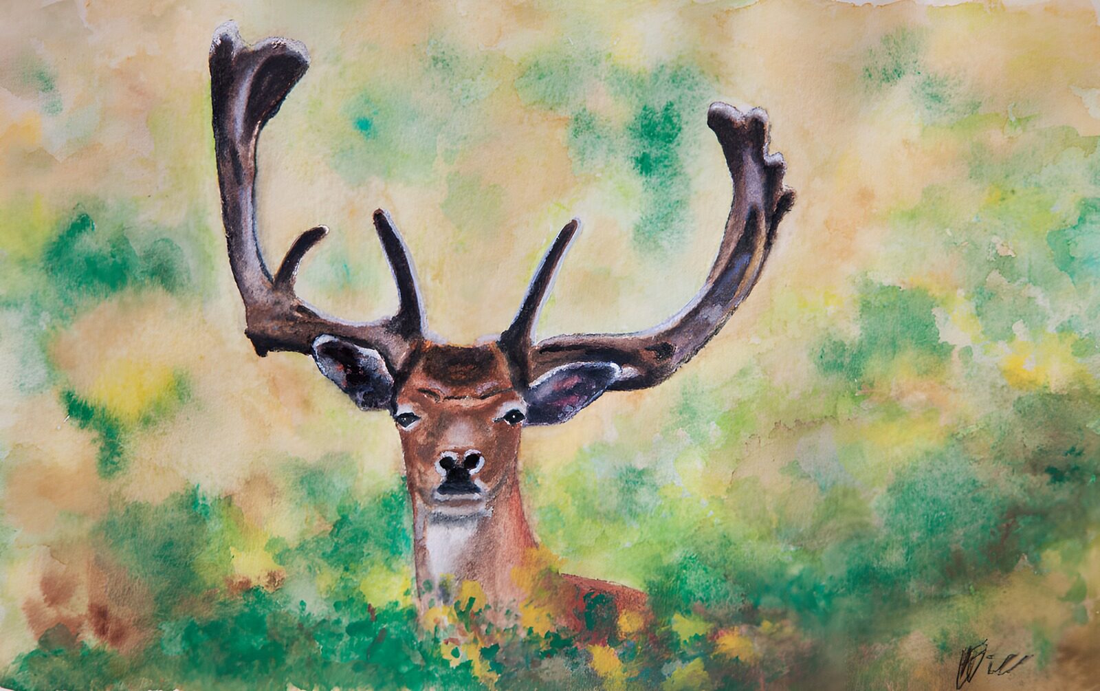 TPFR12309: Cerf majestueux dans la forêt