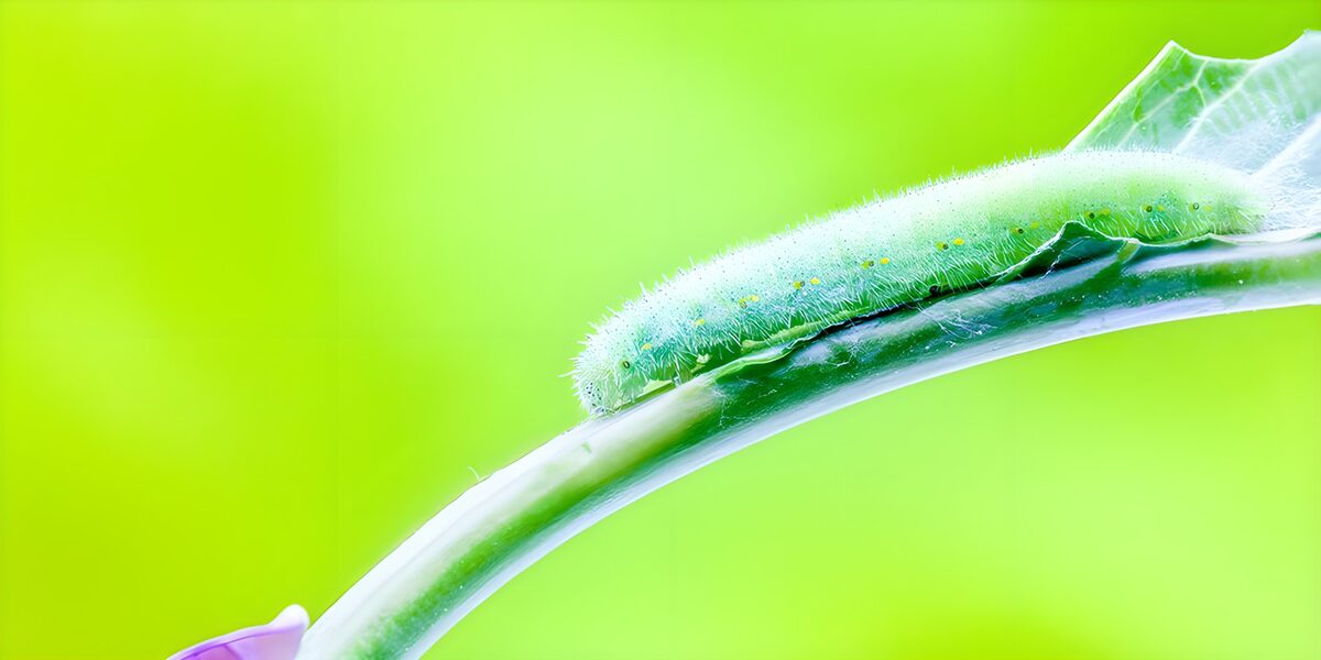 TPFR62597: Chenille sur une tige verte