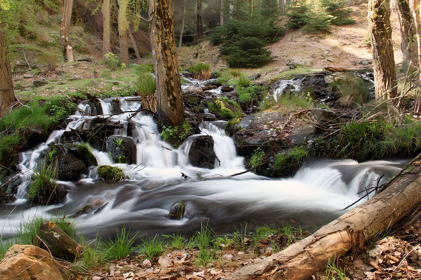 TPFR10423: Ruisseau paisible dans la forêt
