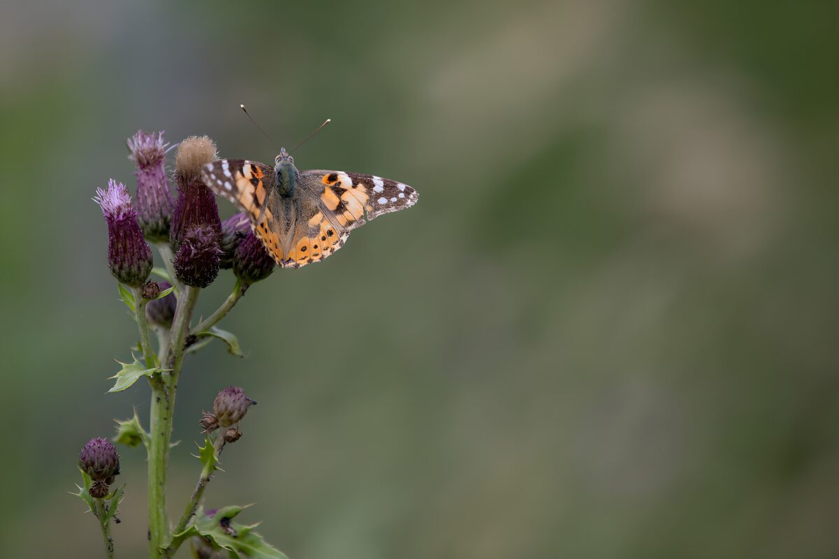 TPFR58713: Papillon sur une fleur sauvage