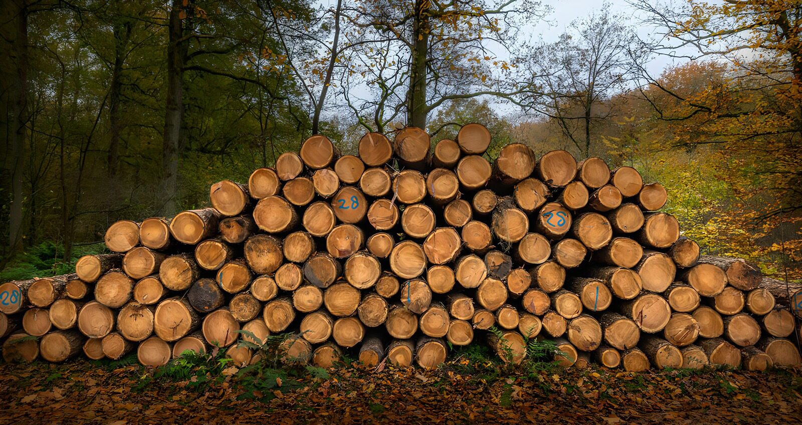 TPFR44172: Bois empilé dans la forêt