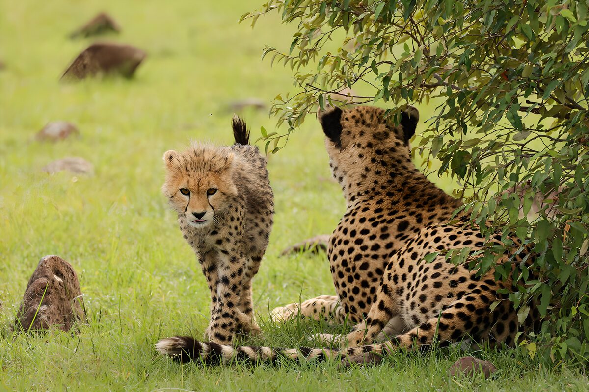 Un jeune guépard et sa mère