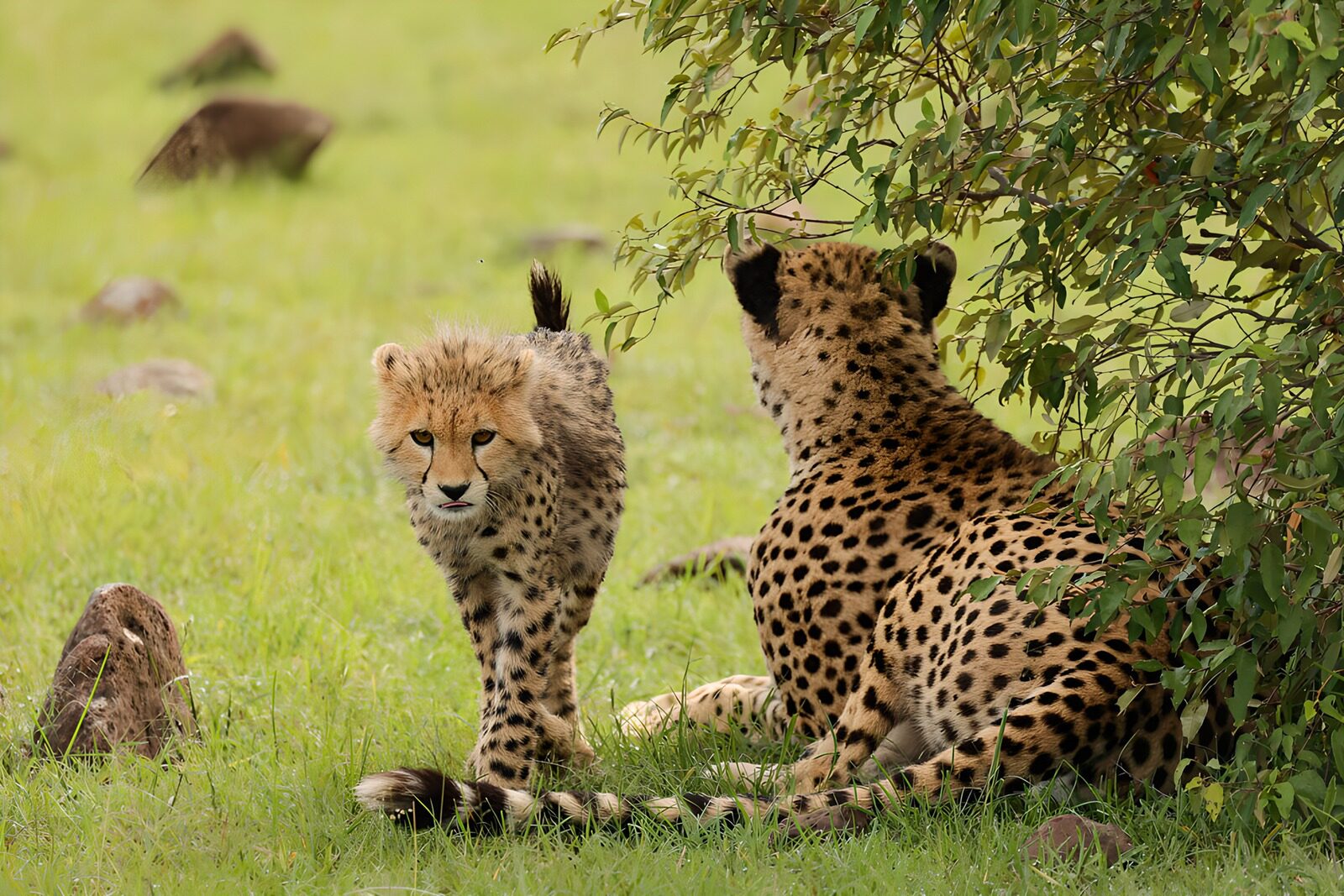 TPFR78583: Un jeune guépard et sa mère