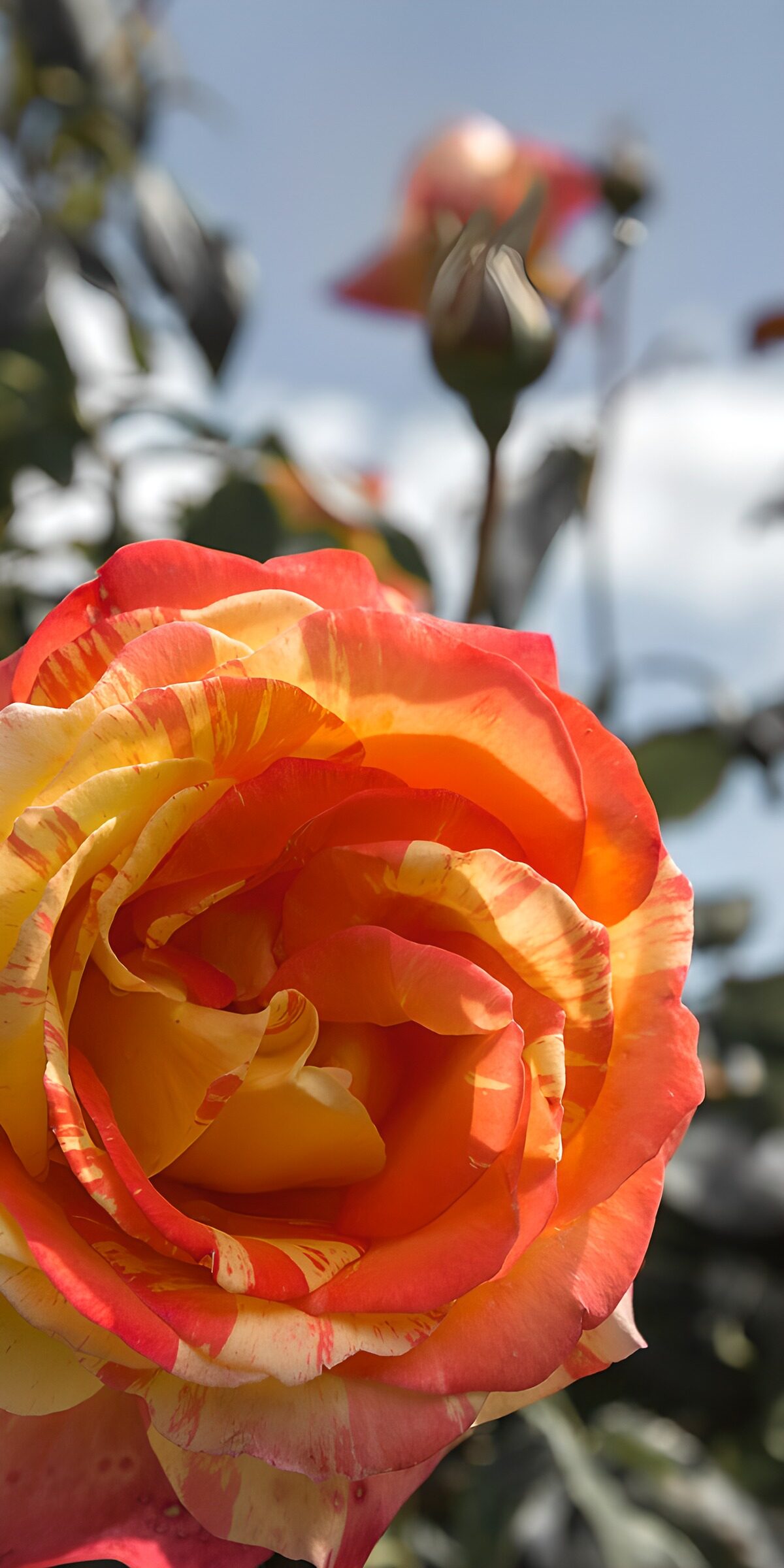 TPFR69605: Rose éclatante de couleur