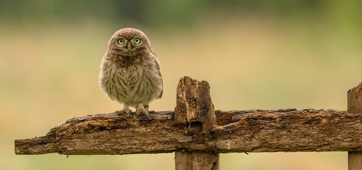 Hibou sur une branche